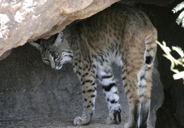 Auto Repair Chicago >> Photos: Animals at the Arizona Sonora Desert Museum Auto Repair Chicago >> Photos: Animals at the Arizona Sonora Desert Museum