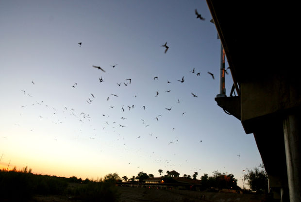Bats take flight in Tucson