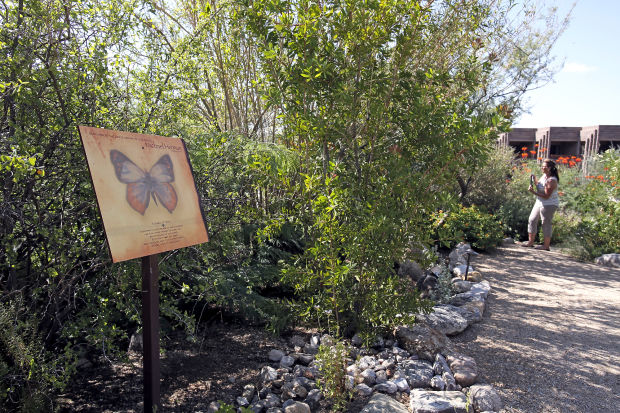 Butterflies at Ventana Canyon Resort