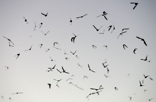 Bats take flight in Tucson