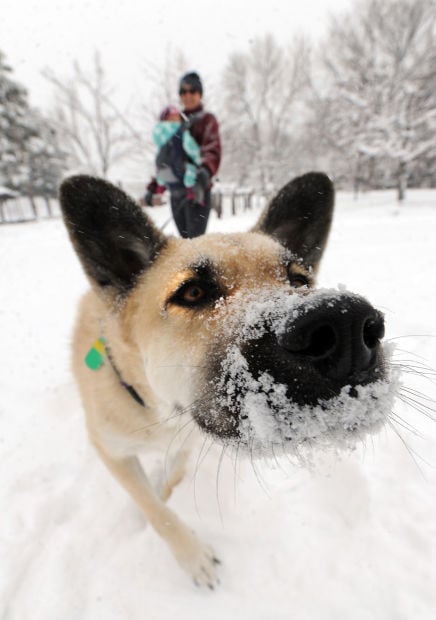 Animal shots of the week