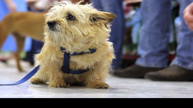 Pima Animal Care Center Adoption | | tucson.com