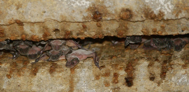 Bats take flight in Tucson