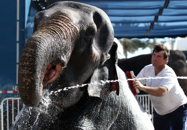 Animal shots of the week