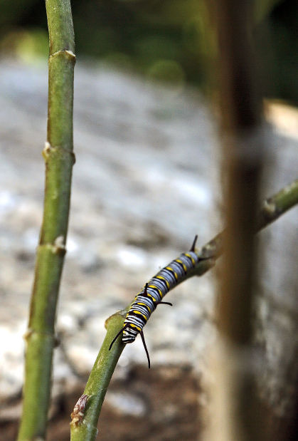 Butterflies at Ventana Canyon Resort