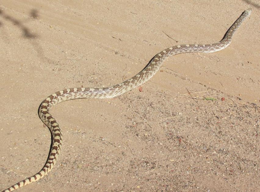 Gopher (Bull) Snake Tucson Local Media Home