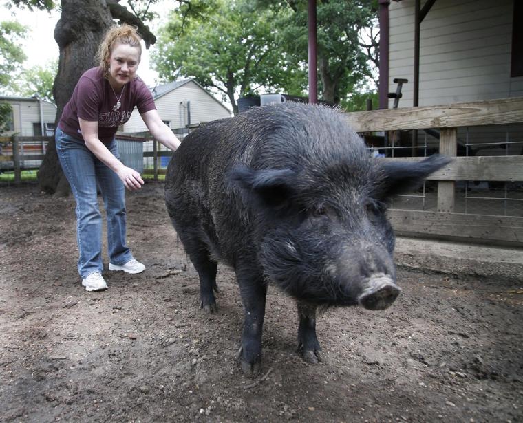 300 pound Pet Hog Can Stay Within Riesel City Limits WacoTrib 300-pound-pet-hog-can-stay-within-riesel-city-limits-wacotrib