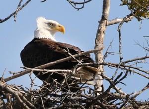 lake waco bald eagles nesting in a sturdier tree after lake waco bald eagles nesting in a sturdier tree after