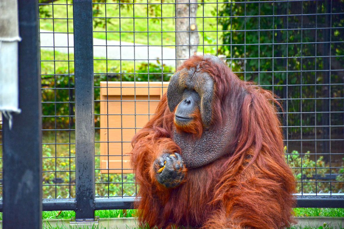 Chahinkapa Zoo earns AZA accreditation | Local News Stories