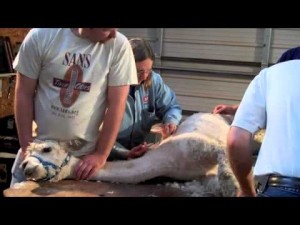 Foothills Alpaca Farm