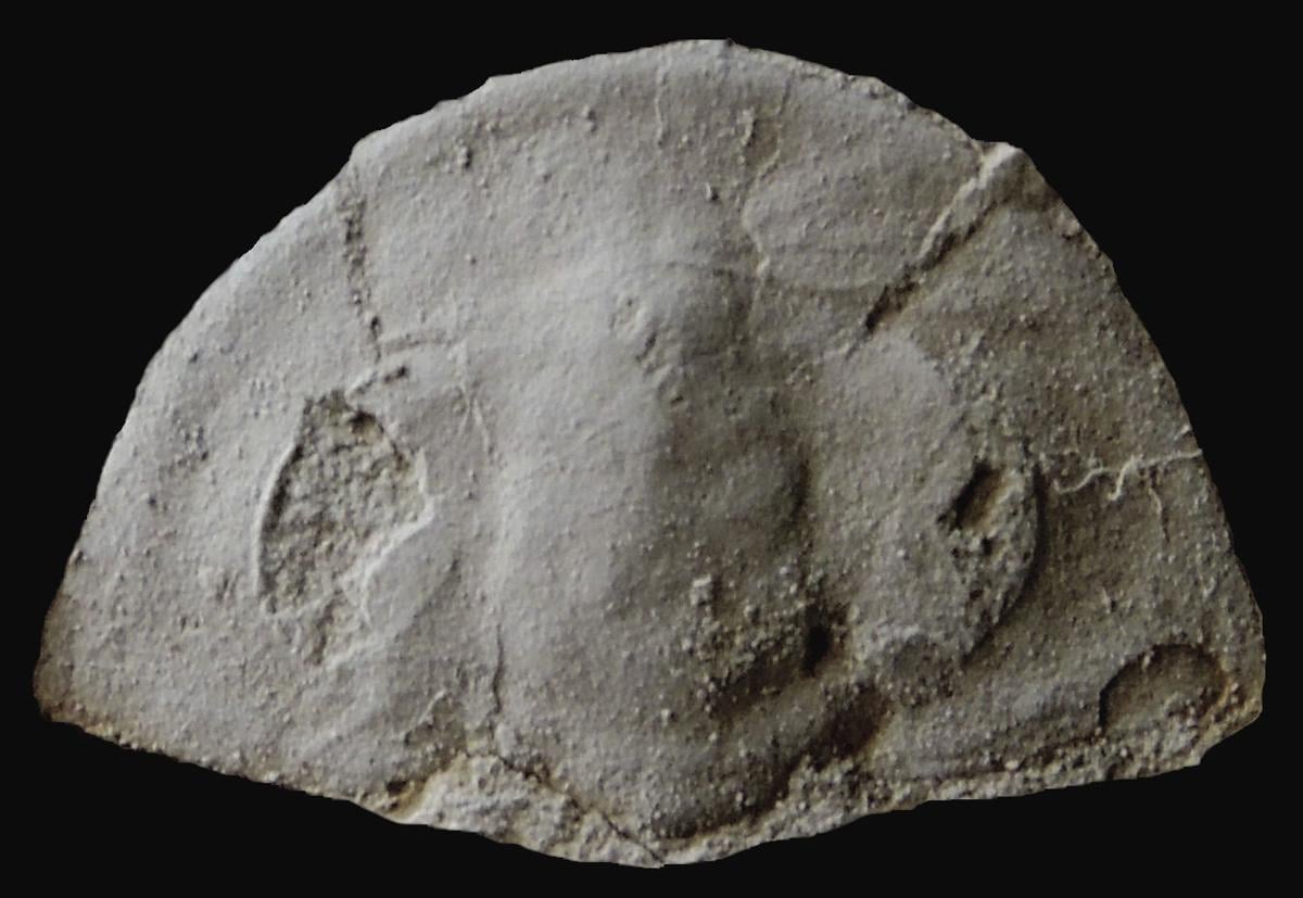 Geologist discovers oldest trilobite fossil in Appalachia Blowing