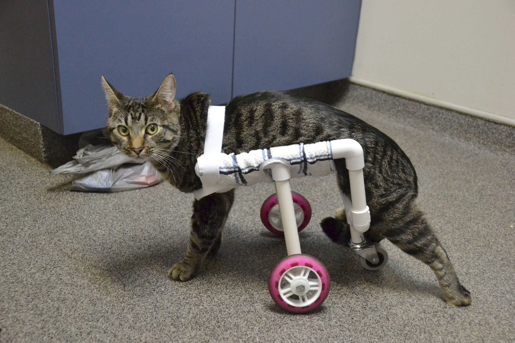Инвалидная коляска для кошек