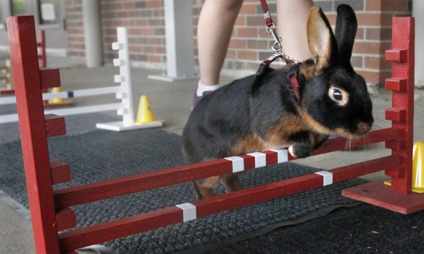 La Porte City girl keeps rabbits moving