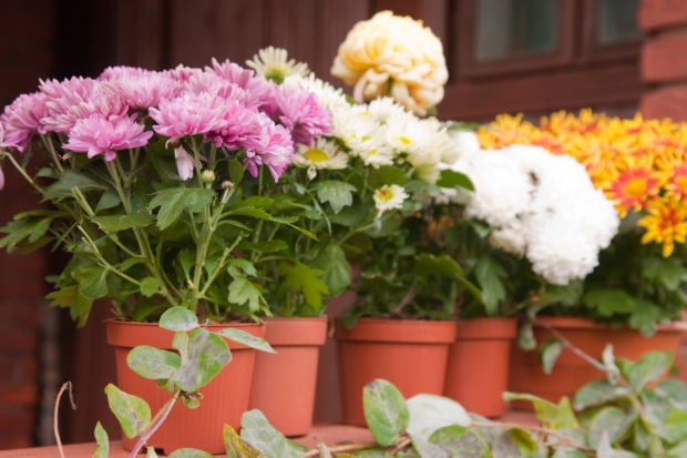 beauties: Mum season gives gardeners new reason to plant  Growing 