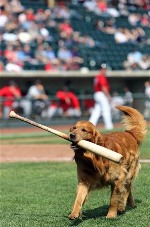 ‘Diamond Dog’ from Ohio retrieves baseball bats