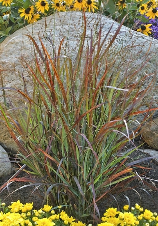 Range war: Is 'Cheyenne Sky' a 'perfect' ornamental grass in the garden