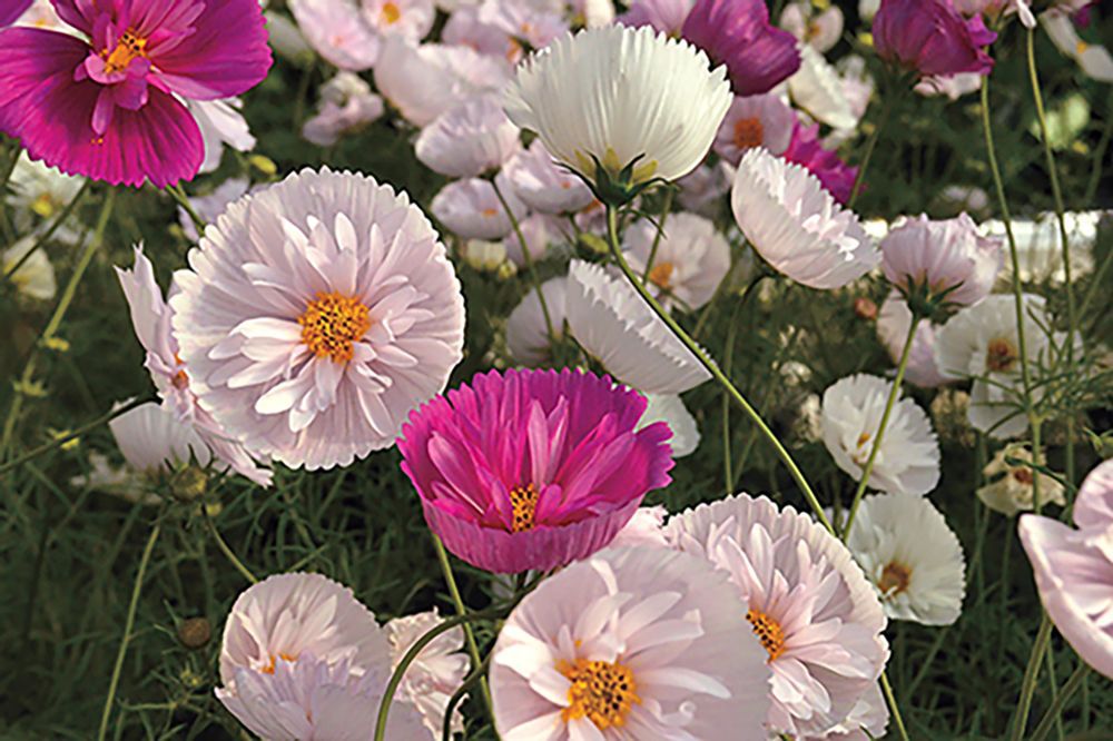 Cosmos, the flower, not cocktail, is a cureall for cabin fever