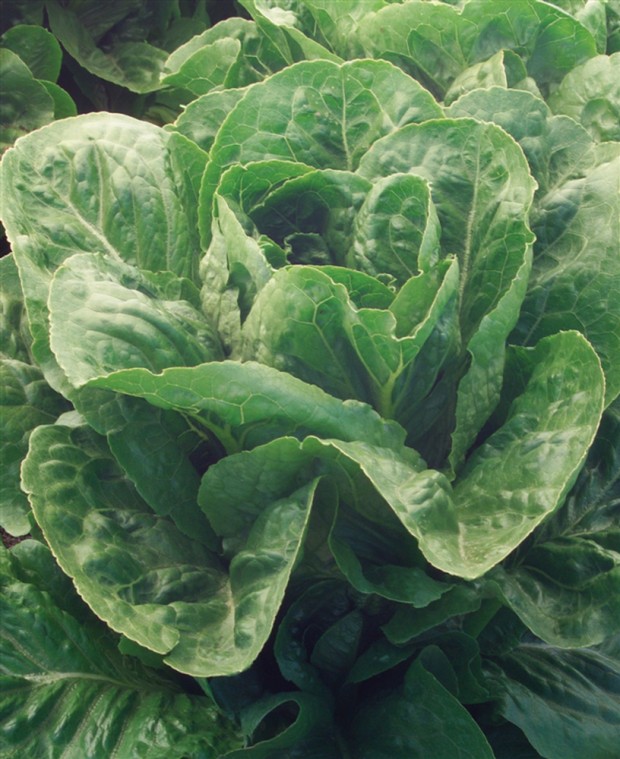 plant lettuce