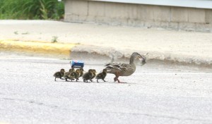 A perilous journey across Water Street