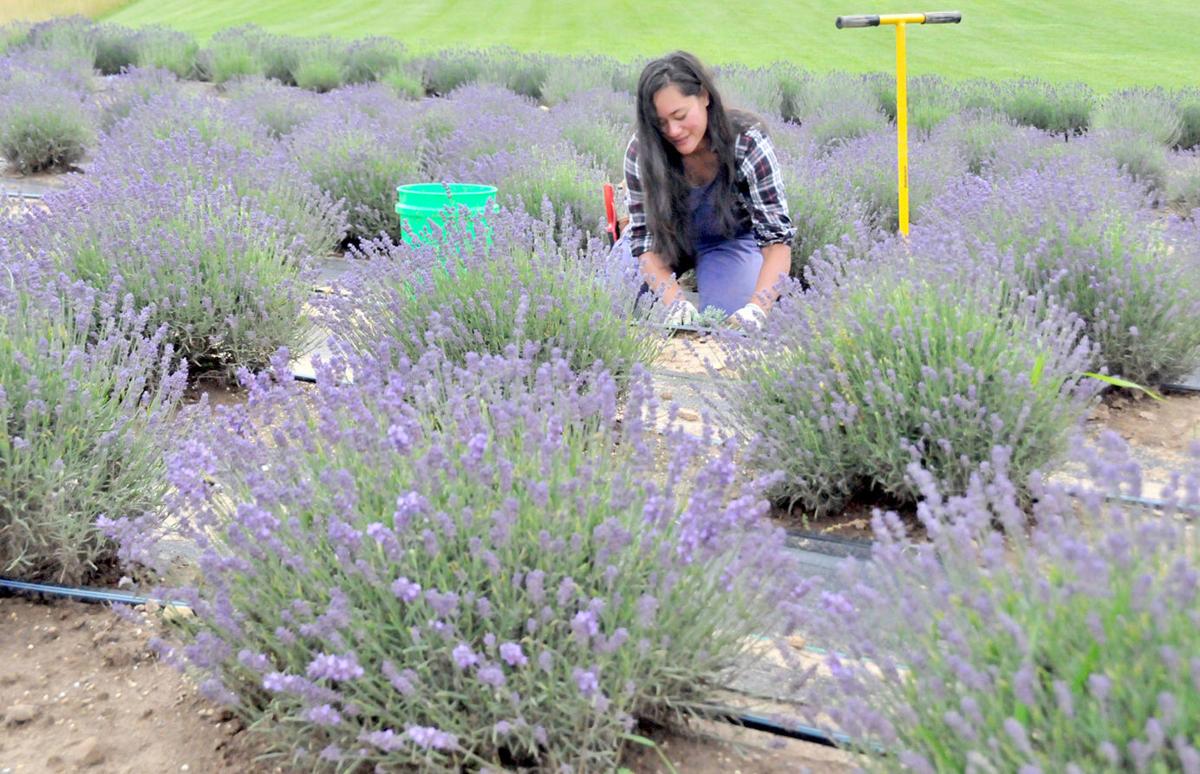 Baraboo farm yields sweet scents Regional news