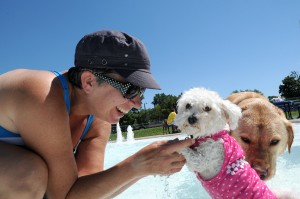 Pool goes to the dogs