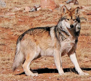 Mexican gray wolves blamed for 28 livestock kills in 2013