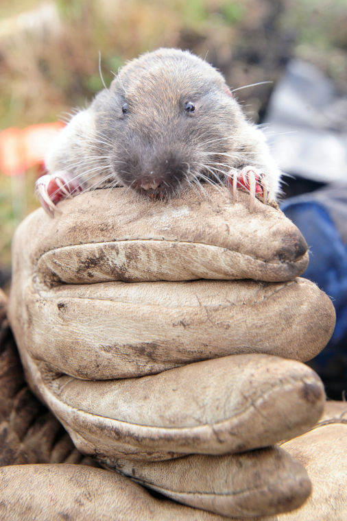 Mazama Pocket Gopher Protected Under ESA Nisqually Valley News Local