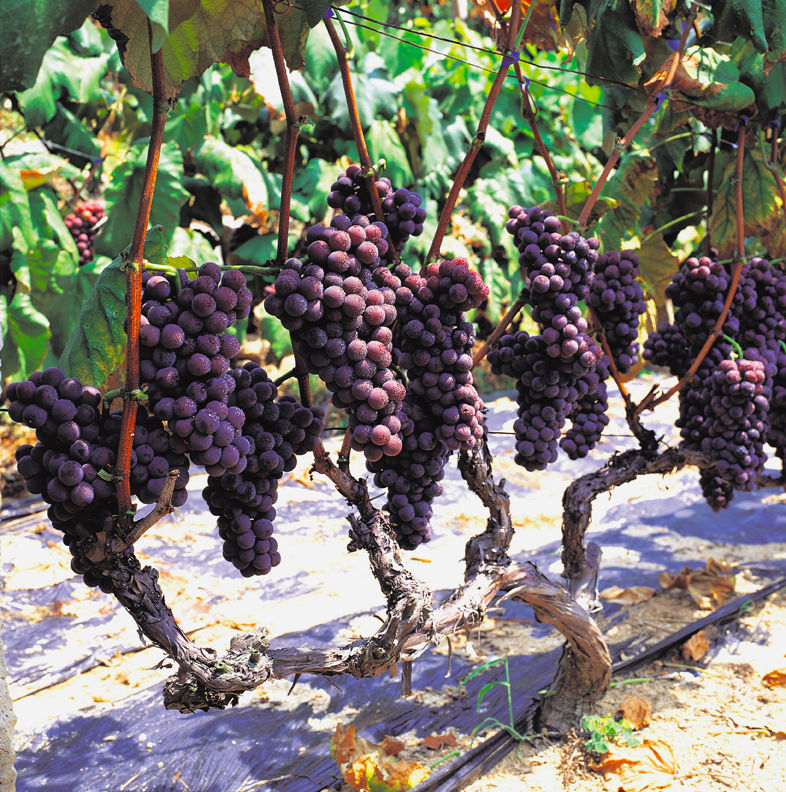 Wine grape production up in 2015 Local Business