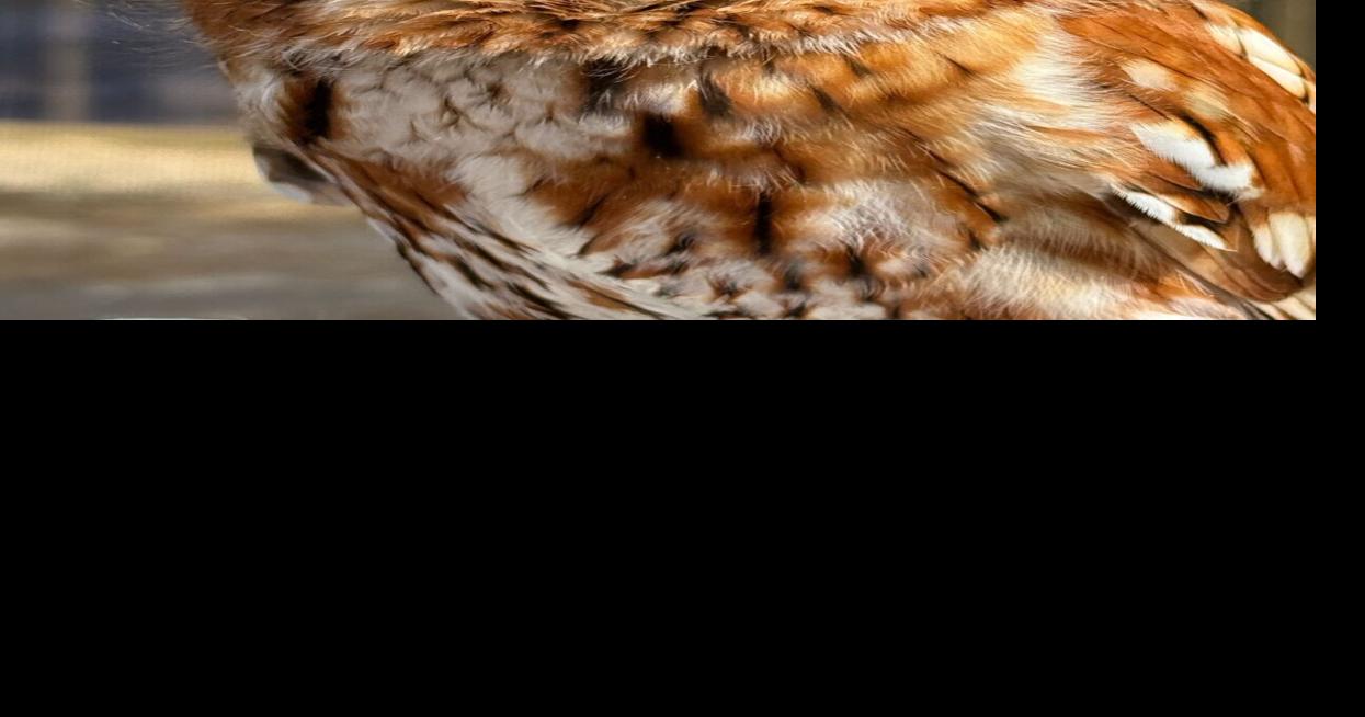 Evelyn Alexander Wildlife Rescue Center To Bring Owl Ambassadors to SOFO for Family Story Time