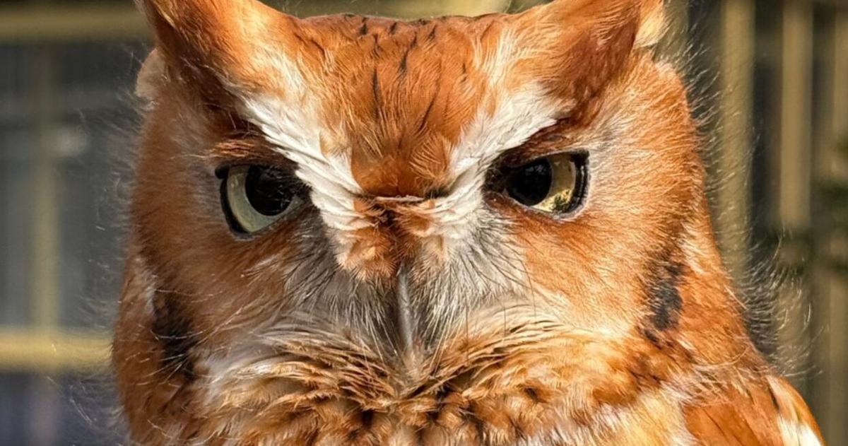 Evelyn Alexander Wildlife Rescue Center To Bring Owl Ambassadors to SOFO for Family Story Time