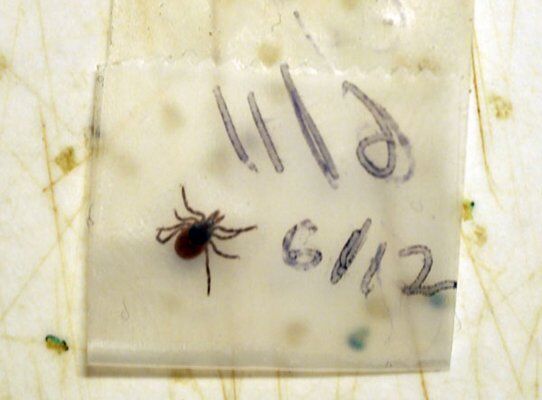 Protect Yourself From Ticks | Home & Garden | 27east.com