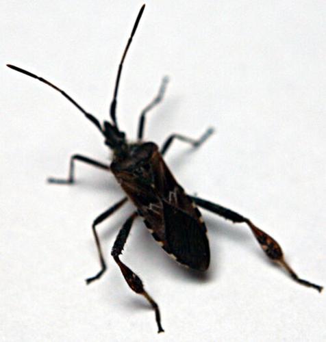 Fall Invder Insects Fall invader bugs: summertime friends and autumn foes | Home & Garden ...