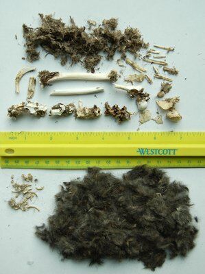Hawk Pellets Science A Close Look At Owl And Hawk Pellets | Sports | 27east.com