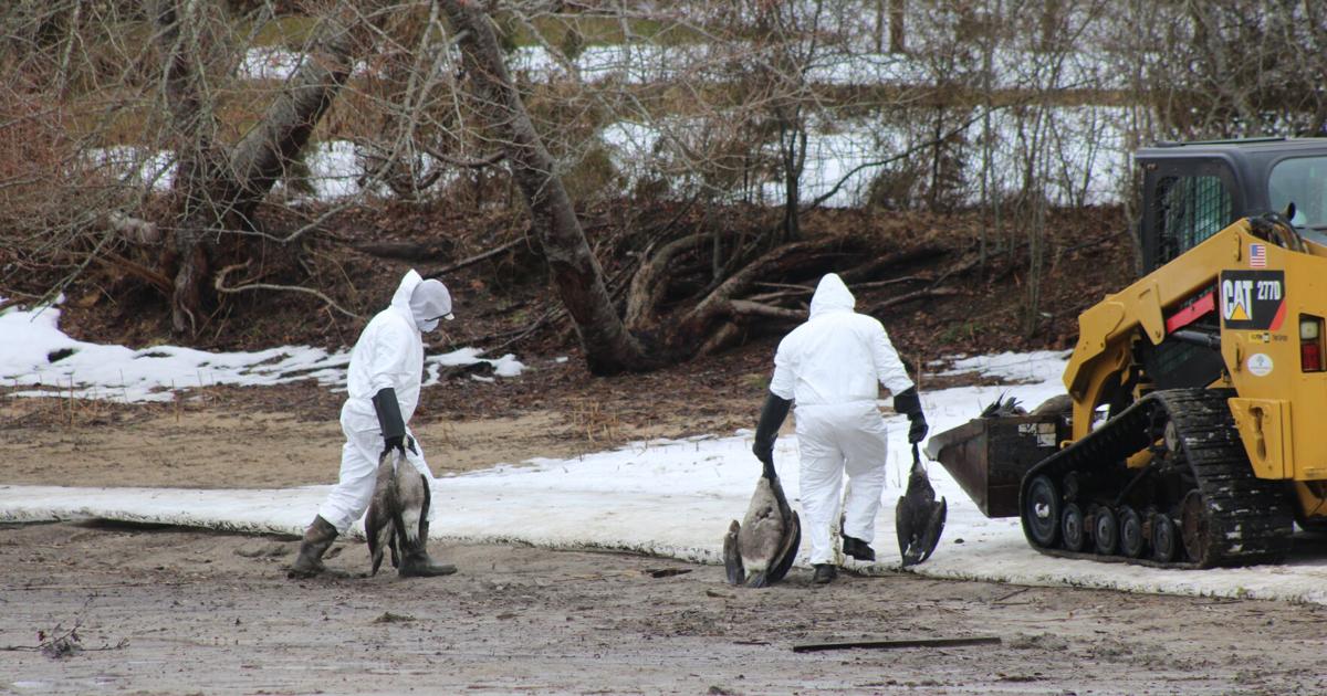 DEC: Dead Geese at Georgica Buried at Proper 3-Foot Depth