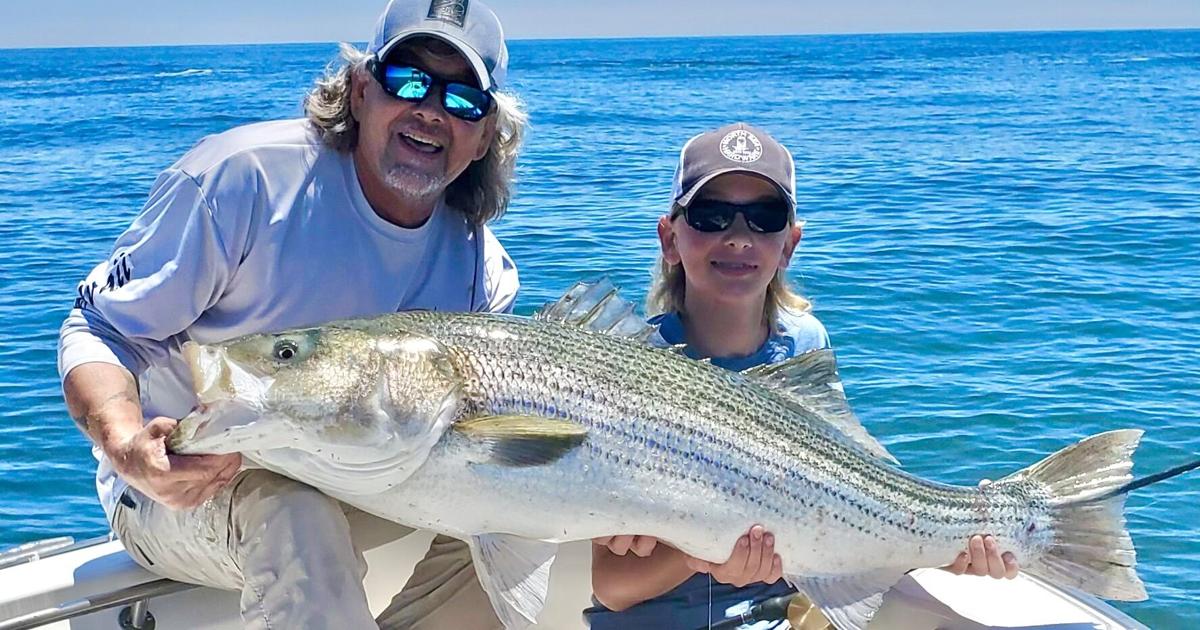 Bass Roe A Striped Bass Curiosity: Roe Sacs In NY Waters | The East Hampton ...