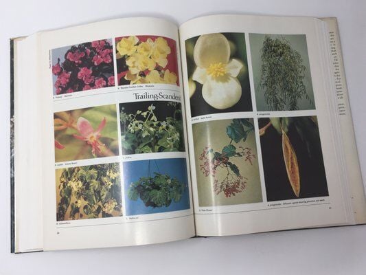 American Begonia Society Seeks Thompsons' Heirs To Reprint Beloved