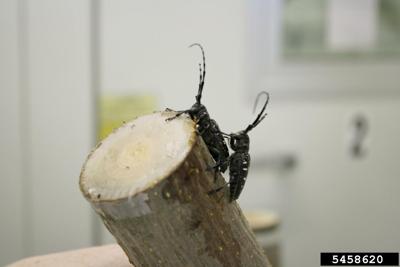 APHIS Declares August 'Tree Check Month,' Asks Public To Check Trees ...