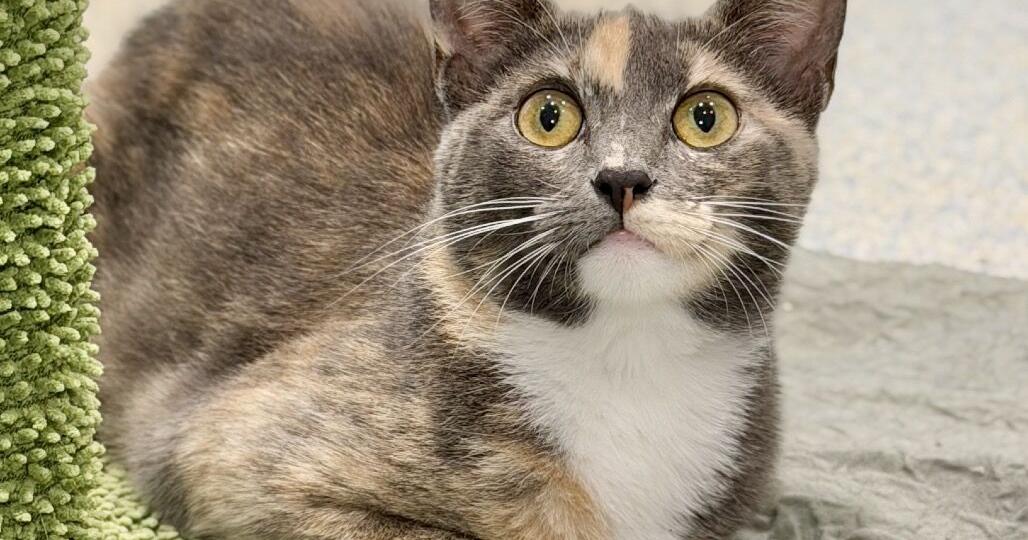 ARF Hamptons Warns of Feline Panleukopenia Return — Urges Cat Vaccination