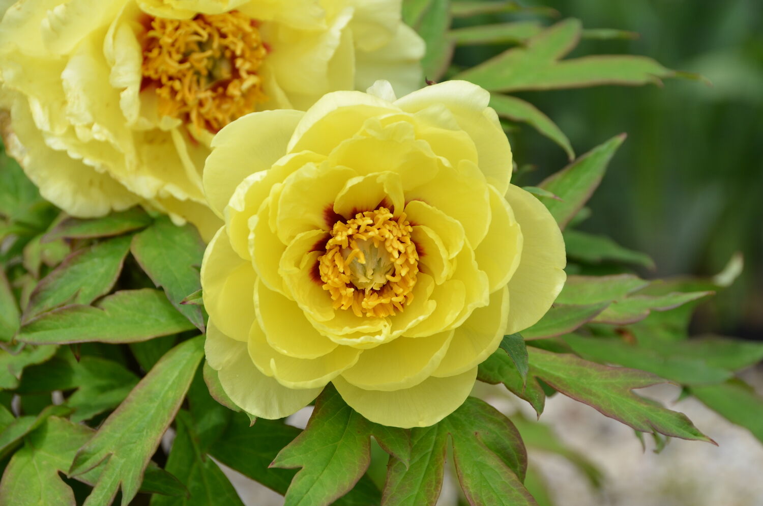 Perennials Delight and Surprise for Many Years | Home & Garden
