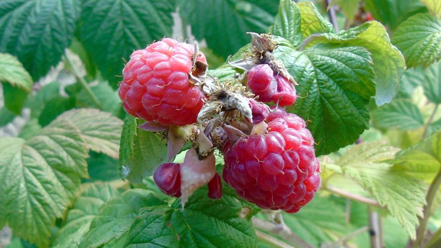 From Patch to Plate: The Long Game of Growing Raspberries | Home ...