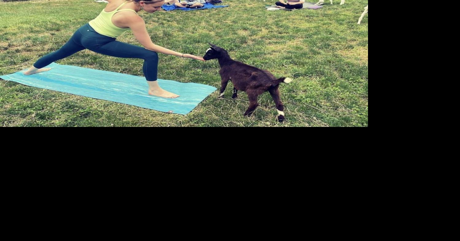 Goat Yoga on the East End Will Have You Grazing for More | Express ...