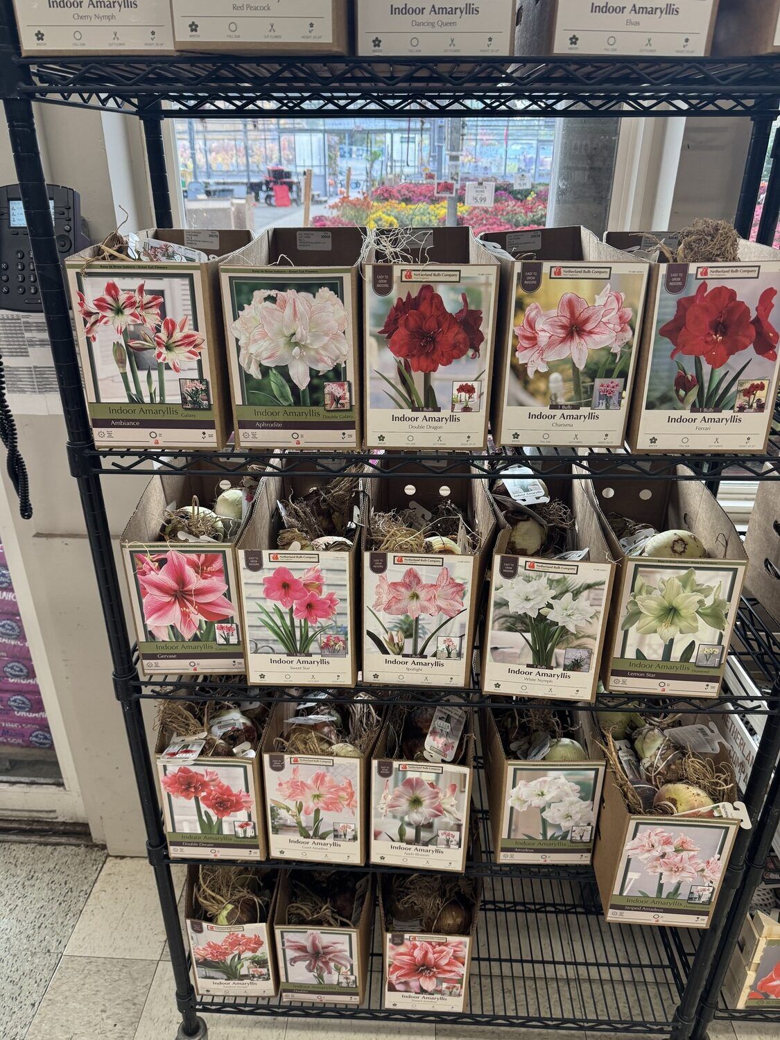 What You Should Know About Amaryllis Bulbs | Home & Garden