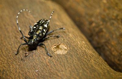 August Is 'Tree Check' Month For Asian Longhorned Beetle | Home ...