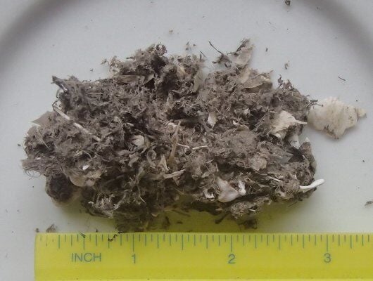 Hawk Pellets Science A Close Look At Owl And Hawk Pellets | Sports | 27east.com