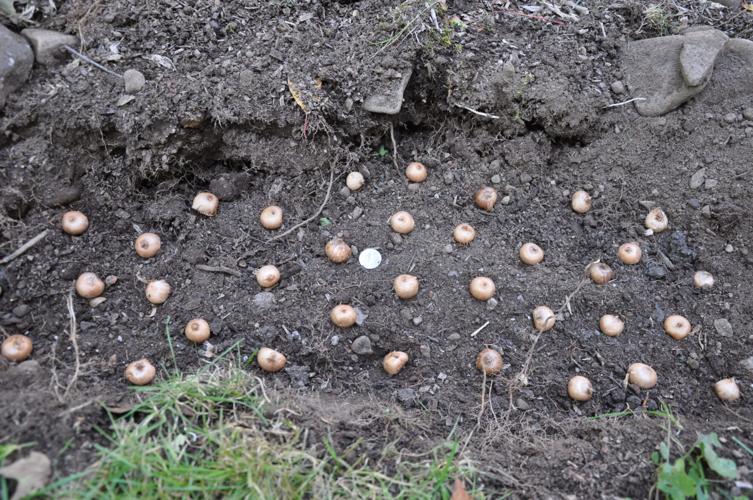 Minor Spring Bulbs Get To Know The 'Minor' Spring-Flowering Bulbs | Home & Garden | 27east.com