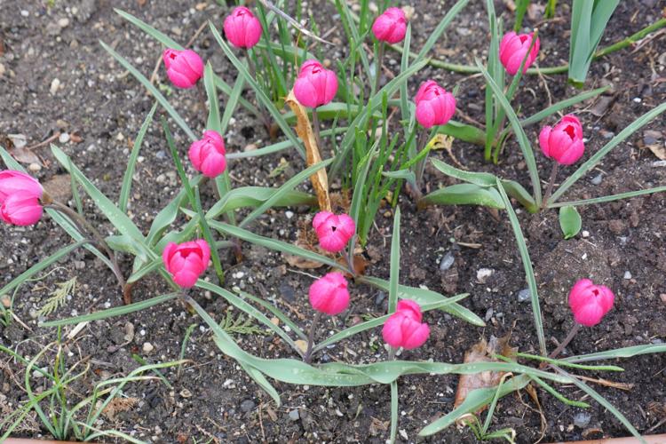 Minor Spring Bulbs Get To Know The 'Minor' Spring-Flowering Bulbs | Home & Garden | 27east.com