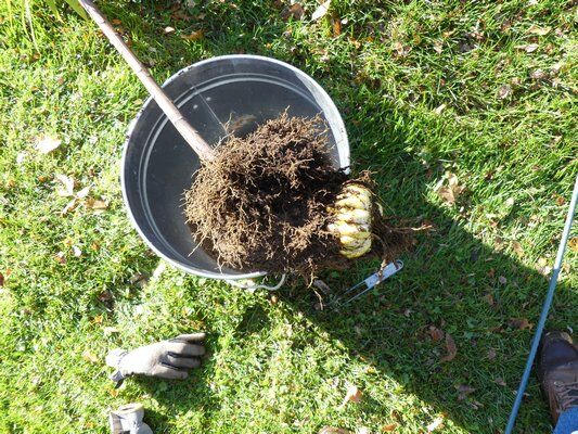Lily Bulb Roots From Scales And Bulblets To Free Lilies | Home & Garden | 27east.com