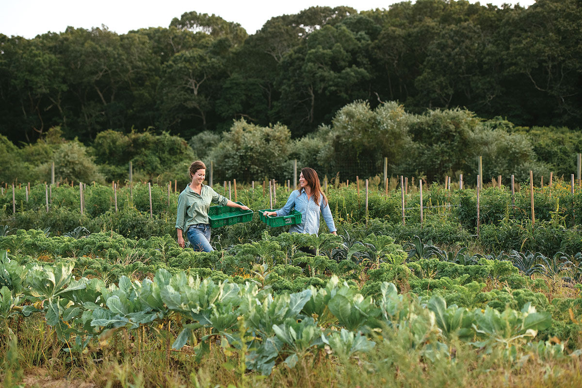 Connecting the Community to the Farm and Food at Amber Waves | Express ...