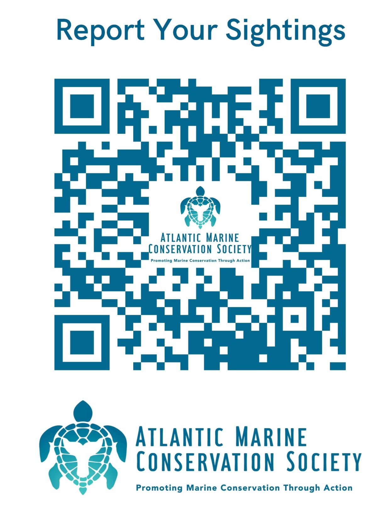 Coming Out of Its Shell: AMSEAS Promotes Marine Life Awareness | News ...