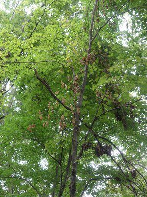 Big Tree Wants To Sell You Services You May Not Need | Home & Garden ...